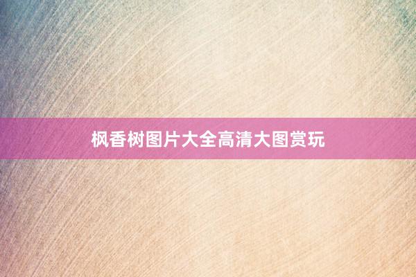 枫香树图片大全高清大图赏玩